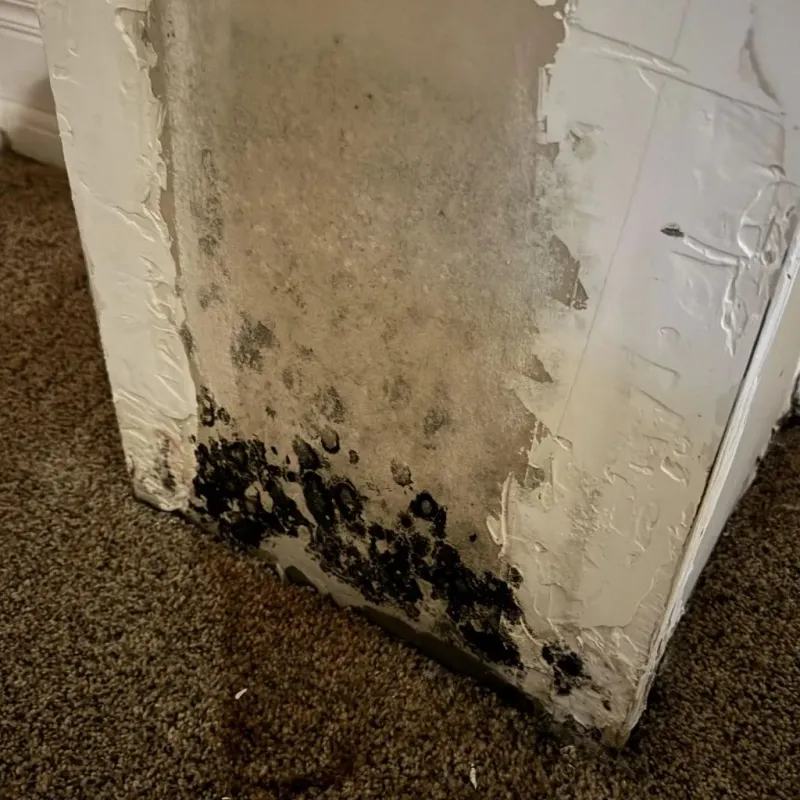 Professional Mold Removal in Addis, LA